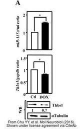 Anti-Thrombospondin antibody [A6-1] used in Western Blot (WB). GTX21823