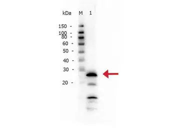 Anti-Trypsin antibody used in Western Blot (WB). GTX21879