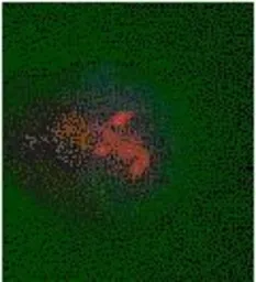 Anti-5-Methylcytosine / 5-mC antibody used in Immunocytochemistry/ Immunofluorescence (ICC/IF). GTX21884