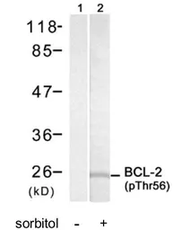 Anti-Bcl-2 (phospho Thr56) antibody used in Western Blot (WB). GTX21908