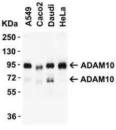 Anti-ADAM10 antibody used in Western Blot (WB). GTX21997
