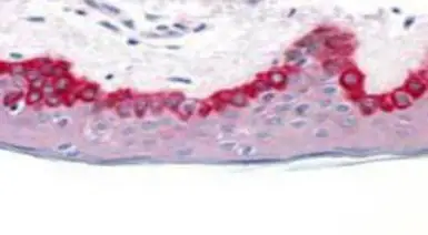 Anti-APAF1 antibody used in IHC (Paraffin sections) (IHC-P). GTX22000