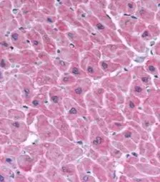 Anti-NOL3 antibody used in IHC (Paraffin sections) (IHC-P). GTX22002