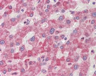 Anti-RanGAP1 antibody, N-term used in IHC (Paraffin sections) (IHC-P). GTX22081