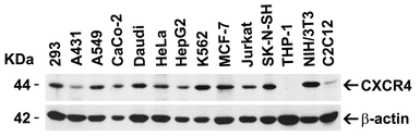 Anti-CXCR4 antibody used in Western Blot (WB). GTX22090