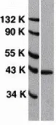 Anti-CXCR4 antibody used in Western Blot (WB). GTX22090