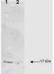 Anti-IL1 beta antibody used in Western Blot (WB). GTX22105
