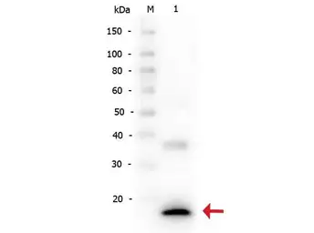 Anti-IL1 beta antibody used in Western Blot (WB). GTX22105