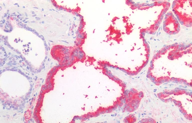 Anti-PSA antibody [A67-B/E3] used in IHC (Paraffin sections) (IHC-P). GTX22218