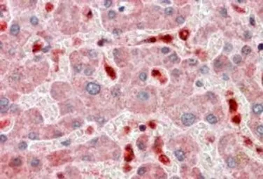 Anti-TMS1 antibody, C-term used in IHC (Paraffin sections) (IHC-P). GTX22236