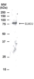 Anti-ELMO2 antibody used in Western Blot (WB). GTX22240