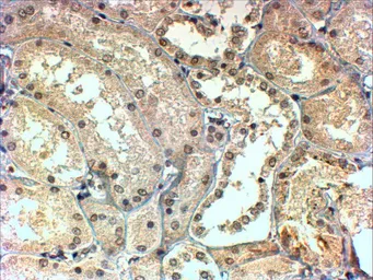 Anti-TBL1X / TBL1XR1 antibody used in IHC (Paraffin sections) (IHC-P). GTX22243
