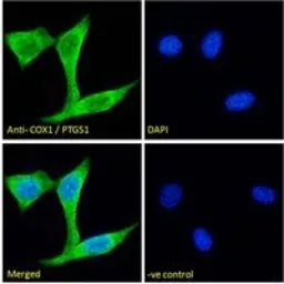 Anti-COX1 antibody used in Immunocytochemistry/ Immunofluorescence (ICC/IF). GTX22338