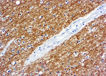 Anti-Myelin basic protein antibody used in IHC (Paraffin sections) (IHC-P). GTX22404