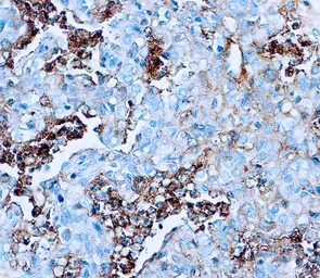 Anti-Albumin antibody used in IHC (Paraffin sections) (IHC-P). GTX22406