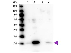 Anti-Myosin Light Chain 2 (phospho Ser19) antibody used in Western Blot (WB). GTX22480