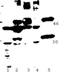 Anti-p63 antibody used in Western Blot (WB). GTX22506