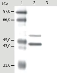Anti-Cytokeratin 5 + 18 antibody [C-50] used in Western Blot (WB). GTX22535
