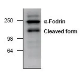 Anti-alpha Fodrin antibody used in Western Blot (WB). GTX22558