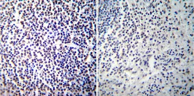 Anti-NFAT1 antibody [25A10.D6.D2] used in IHC (Paraffin sections) (IHC-P). GTX22722