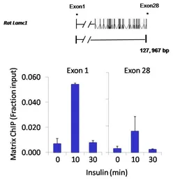 Anti-NFAT1 antibody [25A10.D6.D2] used in ChIP assay (ChIP assay). GTX22722