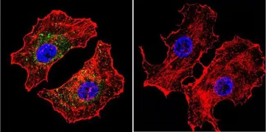 Anti-NFAT1 antibody [25A10.D6.D2] used in Immunocytochemistry/ Immunofluorescence (ICC/IF). GTX22722