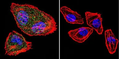 Anti-NFAT1 antibody [25A10.D6.D2] used in Immunocytochemistry/ Immunofluorescence (ICC/IF). GTX22722