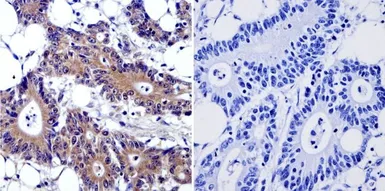 Anti-Cytohesin 2 antibody [10A12] used in IHC (Paraffin sections) (IHC-P). GTX22728
