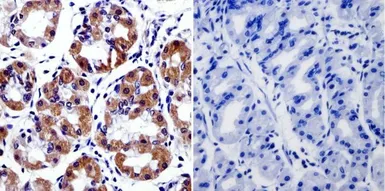 Anti-Cytohesin 2 antibody [10A12] used in IHC (Paraffin sections) (IHC-P). GTX22728