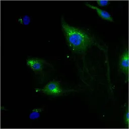 Anti-IGF2R antibody [2G11] used in Immunocytochemistry/ Immunofluorescence (ICC/IF). GTX22733