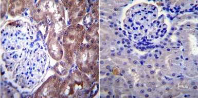 Anti-Nucleoporin p62 antibody [RL1] used in IHC (Paraffin sections) (IHC-P). GTX22734