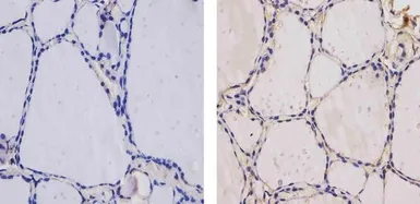 Anti-Thyroid Hormone Receptor antibody [C3] used in IHC (Paraffin sections) (IHC-P). GTX22743
