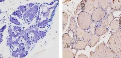 Anti-Thyroid Hormone Receptor antibody [C3] used in IHC (Paraffin sections) (IHC-P). GTX22743