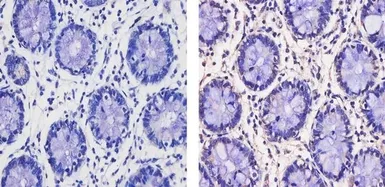 Anti-Thyroid Hormone Receptor antibody [C3] used in IHC (Paraffin sections) (IHC-P). GTX22743