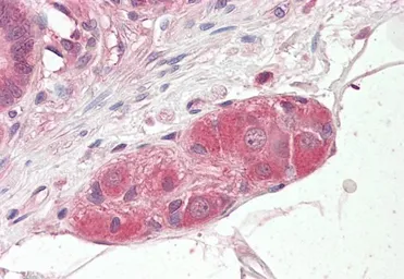 Anti-KLF8 antibody used in IHC (Paraffin sections) (IHC-P). GTX22747