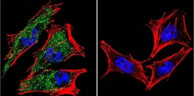 Anti-AHR antibody [RPT9] used in Immunocytochemistry/ Immunofluorescence (ICC/IF). GTX22769