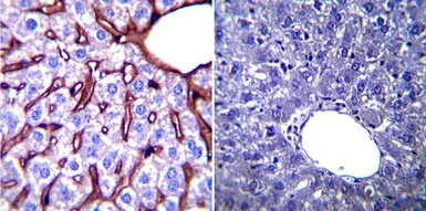 Anti-GRP94 antibody [9G10] used in IHC (Paraffin sections) (IHC-P). GTX22791