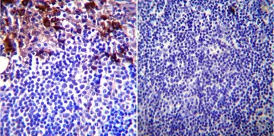 Anti-GRP94 antibody [9G10] used in IHC (Paraffin sections) (IHC-P). GTX22791