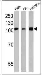 Anti-GRP94 antibody [9G10] used in Western Blot (WB). GTX22791
