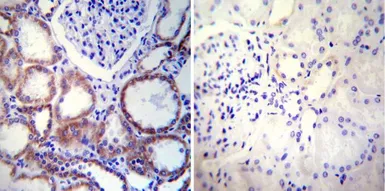 Anti-Calnexin antibody [AF18] used in IHC (Paraffin sections) (IHC-P). GTX22798