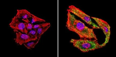 Anti-pan NOS antibody [NOS-3F7-B11 B5] used in Immunocytochemistry/ Immunofluorescence (ICC/IF). GTX22801