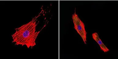 Anti-pan NOS antibody [NOS-3F7-B11 B5] used in Immunocytochemistry/ Immunofluorescence (ICC/IF). GTX22801