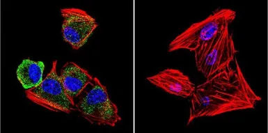 Anti-pan NOS antibody [NOS-3F7-B11 B5] used in Immunocytochemistry/ Immunofluorescence (ICC/IF). GTX22801