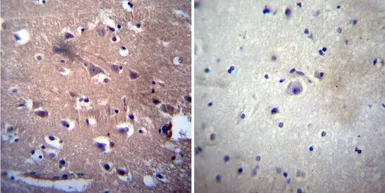 Anti-AChE antibody [HR2] used in IHC (Paraffin sections) (IHC-P). GTX22803