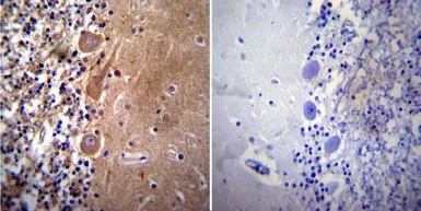 Anti-AChE antibody [HR2] used in IHC (Paraffin sections) (IHC-P). GTX22803