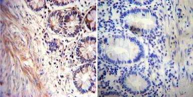 Anti-AChE antibody [HR2] used in IHC (Paraffin sections) (IHC-P). GTX22803