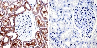 Anti-mAChR M2 antibody [31-1D1] used in IHC (Paraffin sections) (IHC-P). GTX22805