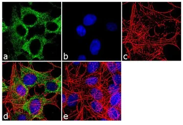 Anti-mAChR M2 antibody [31-1D1] used in Immunocytochemistry/ Immunofluorescence (ICC/IF). GTX22805
