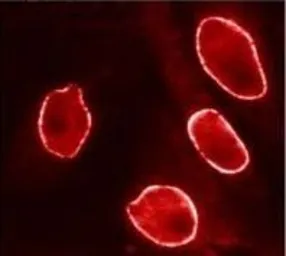 Anti-Importin beta 1 antibody [3E9] used in Immunocytochemistry/ Immunofluorescence (ICC/IF). GTX22811