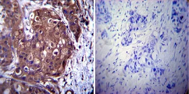 Anti-p23 antibody [JJ3] used in IHC (Paraffin sections) (IHC-P). GTX22814